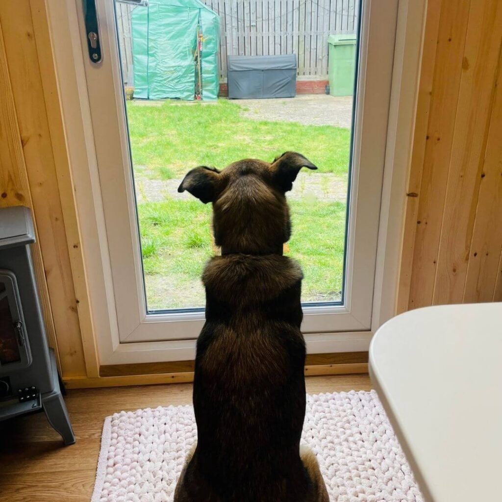 Dog-friendly Glamping Business Garden Room in the UK: Image of acute dog looking out glass glamping Pod door with Hully Pods
