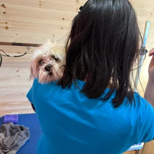 home dog grooming business