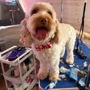 home business dog grooming
